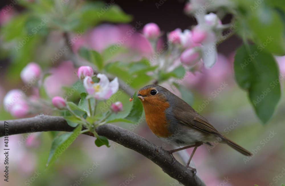 Fototapeta premium Rotkehlchen auf Ast