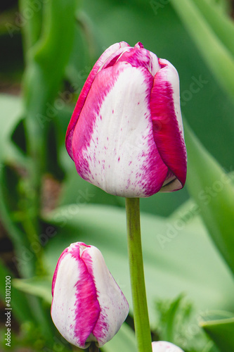Fushia and White Striped Tulip Close Up 