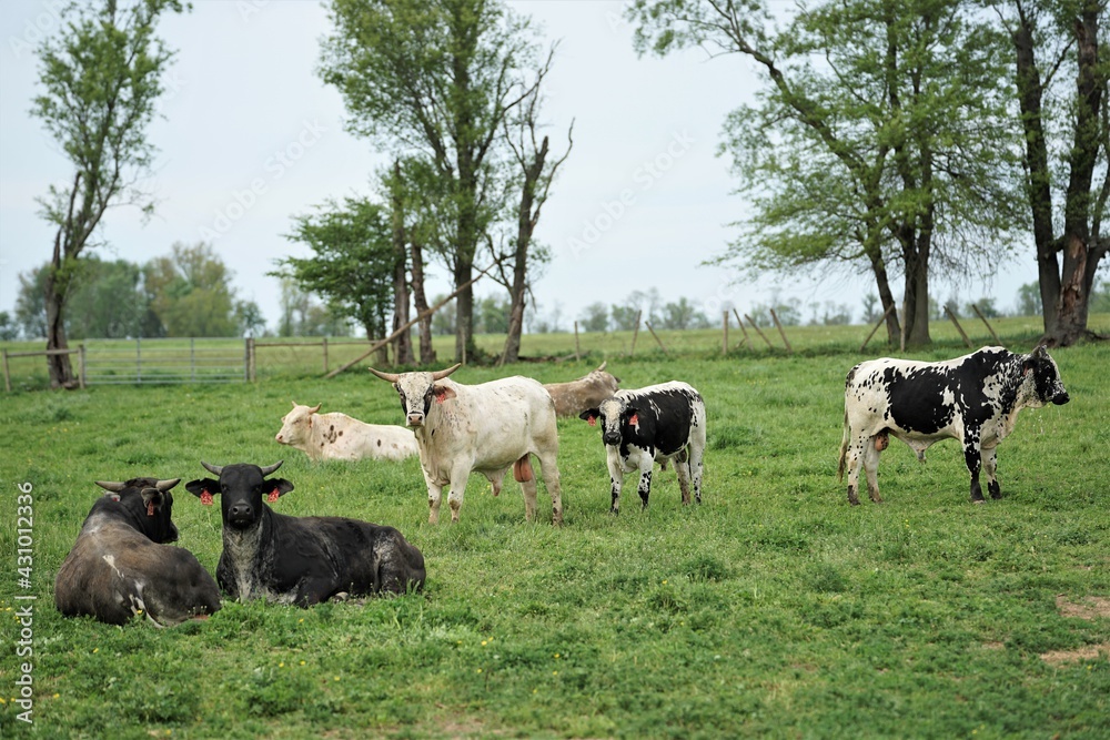 herd of horses