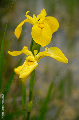 Close up flower of yellow iris pseudacorus