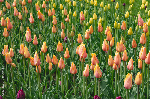 Peach and Pink Tulips