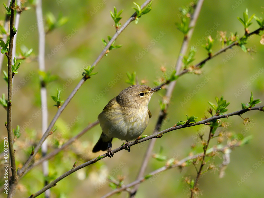 Chiffchaff, Phylloscopus collybita