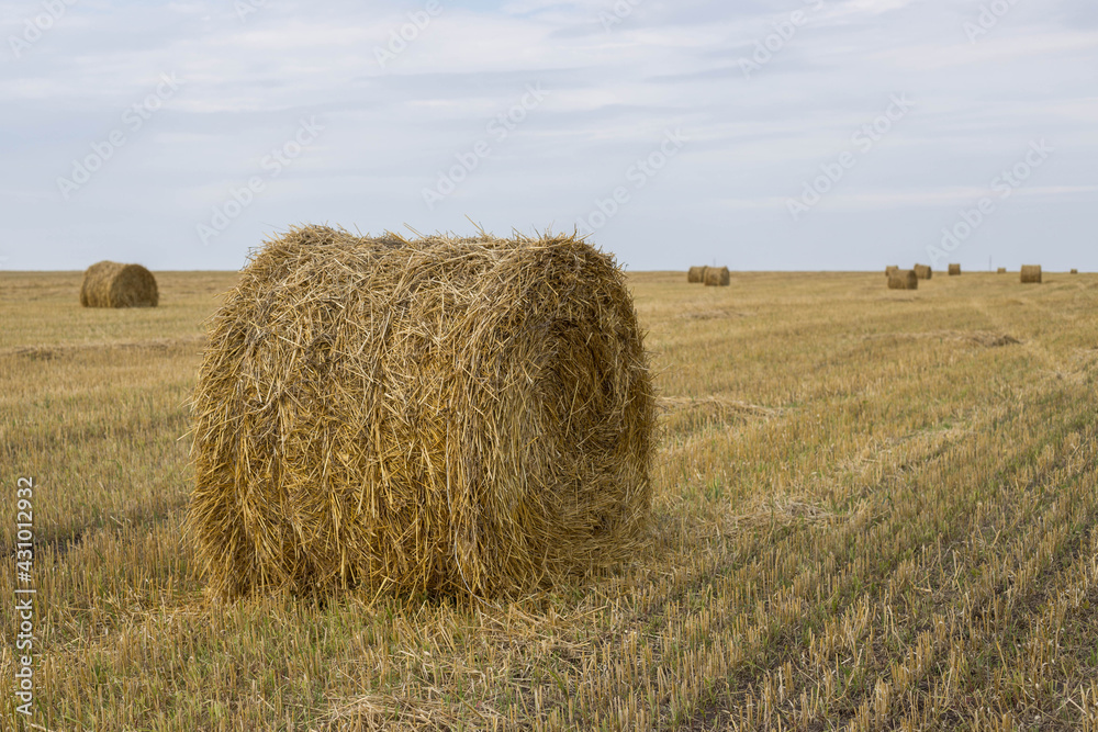 A haystack collected in a bale. Hay bale in the field