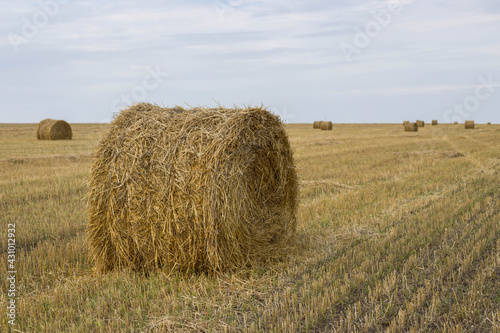 A haystack collected in a bale. Hay bale in the field