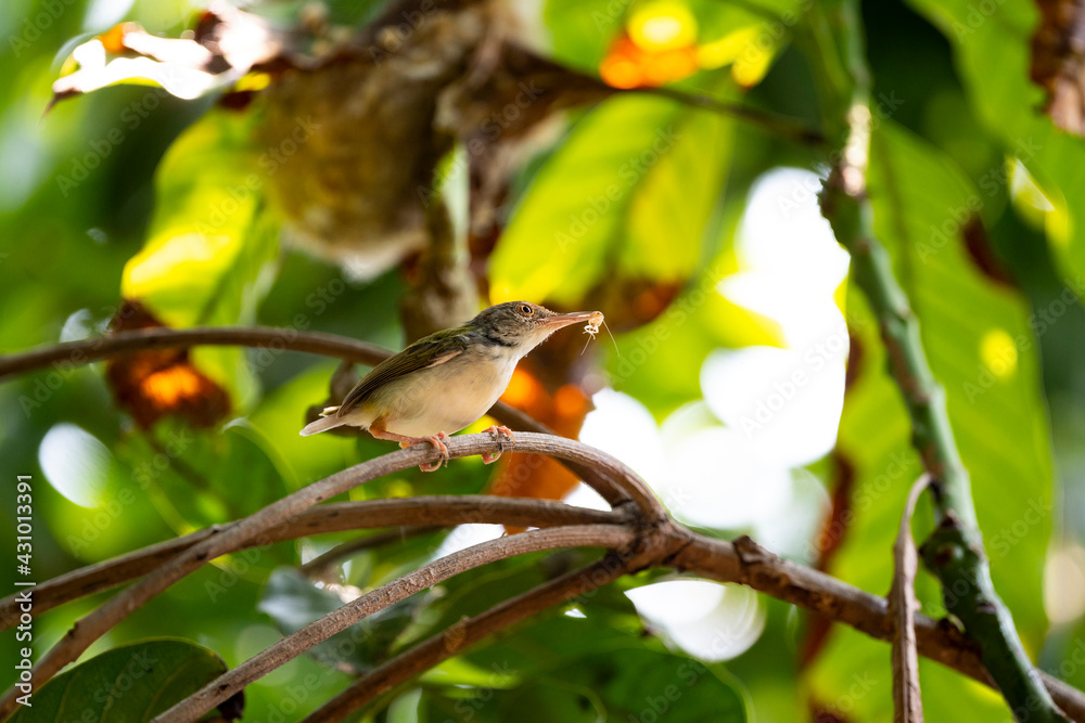 Common Tailorbird Common Tailorbird