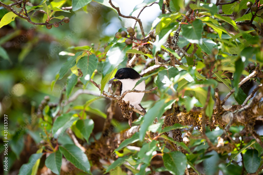 Dark - backed Sibia Dark - backed Sibia