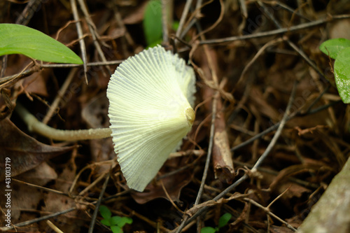White color poisonous mushroom on the ground