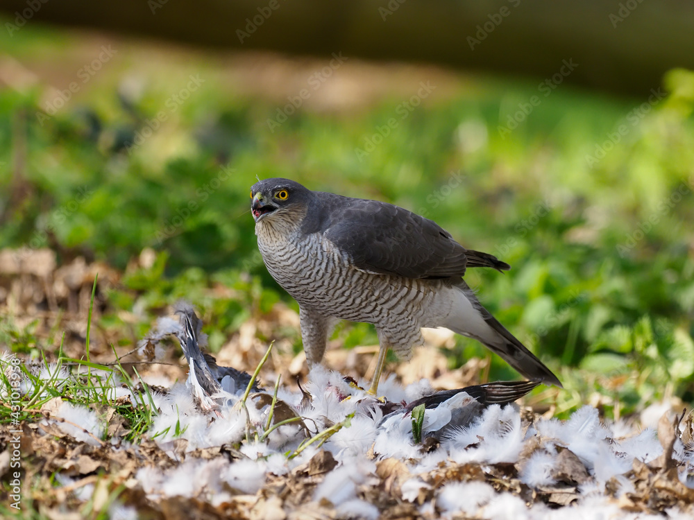 Eurasian Sparrowhawk, Accipiter nisus Eurasian Sparrowhawk, Accipiter nisus