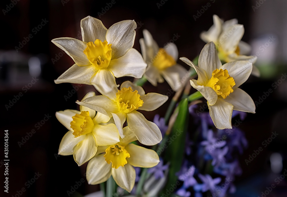 Fototapeta premium Daffodils in black background