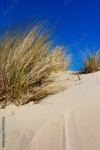Fototapeta Naklejka Na Ścianę i Meble -  Green brown Beach grass in the nature park Oranjezon in The Netherlands.