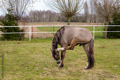 Young gelding lusitano horse with braided mane scratching itself on a paddock.