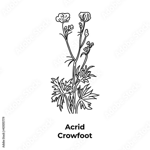 A flowering plant grows in fields and pastures