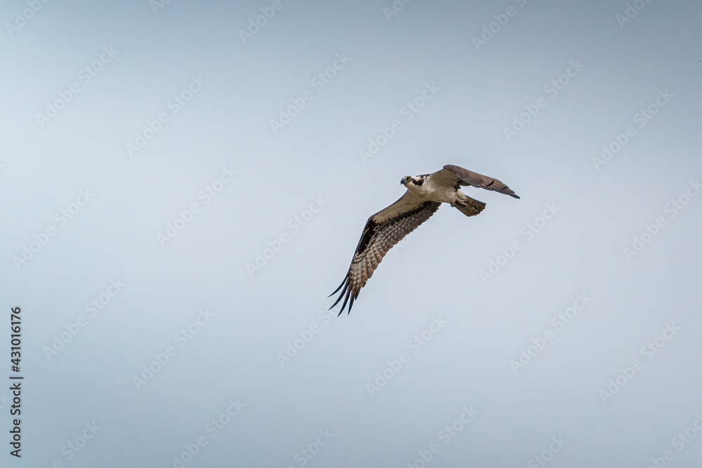 An Osprey flying in the sky after attempting a dive towards the water looking for fish. An Osprey flying in the sky after attempting a dive towards the water looking for fish.