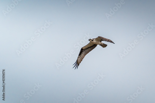 An Osprey flying in the sky after attempting a dive towards the water looking for fish.