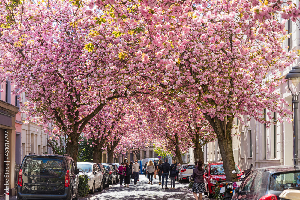 Kirschblüte in der Bonner Altstadt; Deutschland Kirschblüte in der Bonner Altstadt; Deutschland
