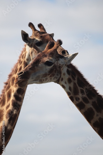 two giraffes in the wild