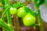 Small green tomatoes on a branch in a greenhouse, close-up.