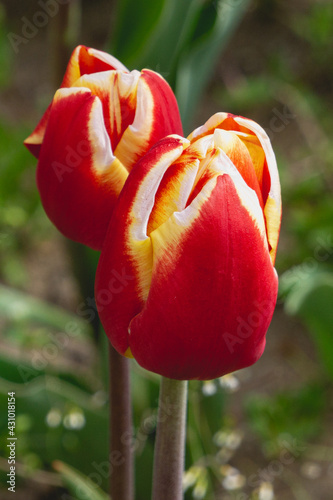 Red Tulips with White Tips