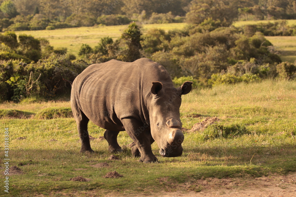 Obraz premium rhino in the wild