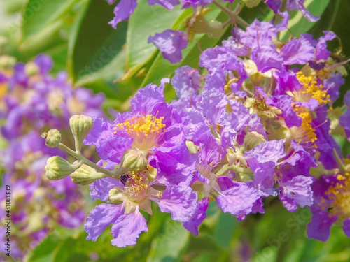 The medicinal flowers taken during a climb Dinh mountain in Ba Ria province Vietnam

