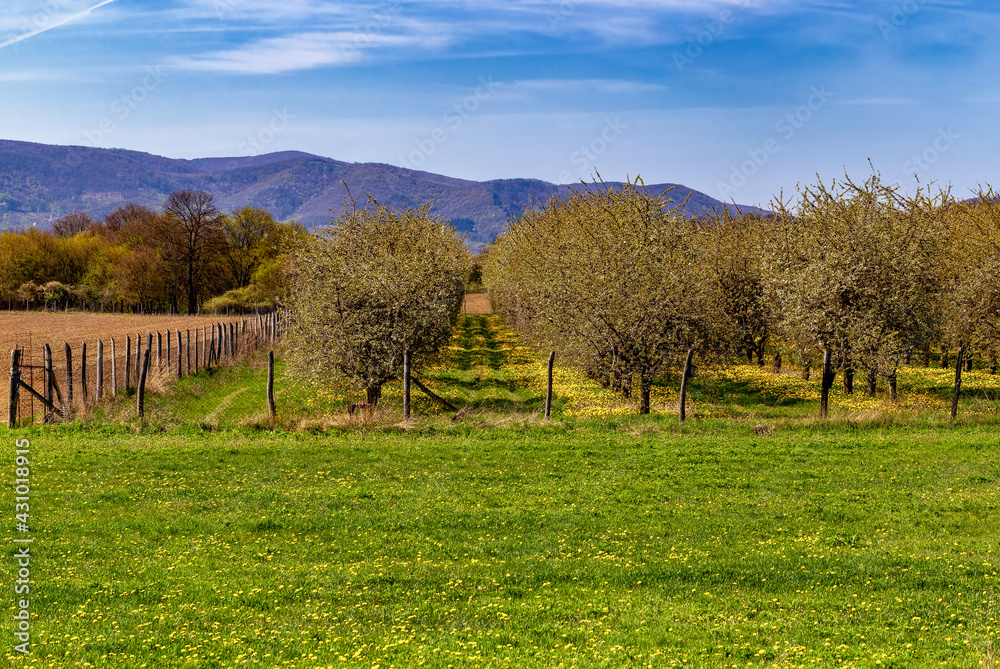 Spring landscape with blooming meadow, flowering fruit trees, mountain in the background