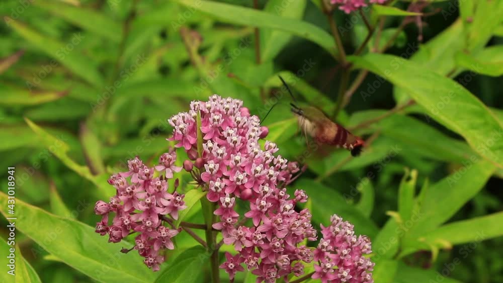Hummingbird Moth (hemaris thysbe) clearing feeding on rose milkweed nectar in pollinator garden Hummingbird Moth (hemaris thysbe) clearing feeding on rose milkweed nectar in pollinator garden