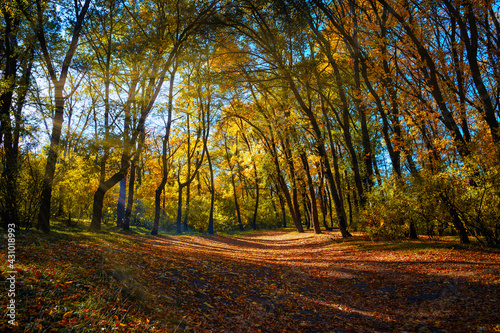 Fototapeta Naklejka Na Ścianę i Meble -  Beautiful morning in the misty autumn forest with sun rays