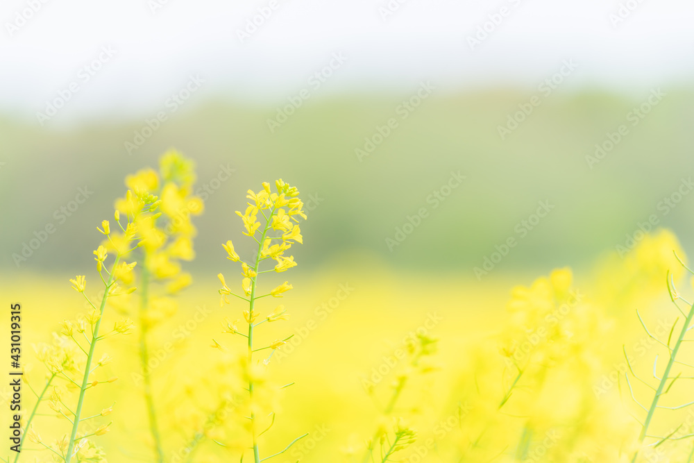 Obraz premium 菜の花