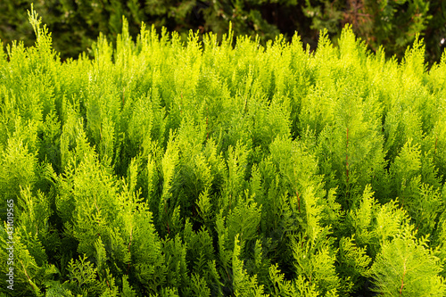 Beautiful texture of light Green branches of thuja bushes