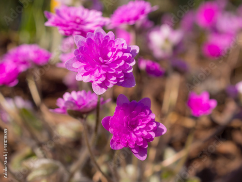 pink flowers in spring