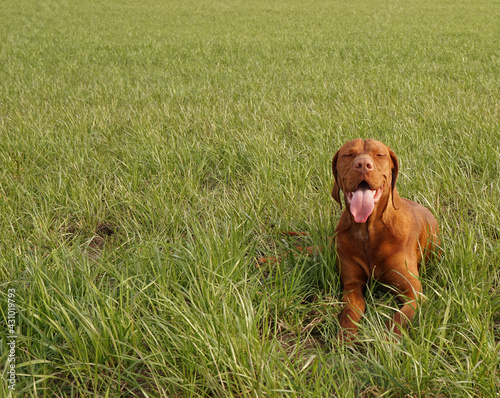 Vizsla lies on the grass and funny stuck out her tongue, closing her eyes. Copy space 