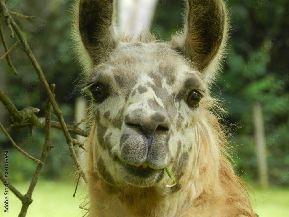 Close up of a llama - Belo Horizonte zoo (Brazil)