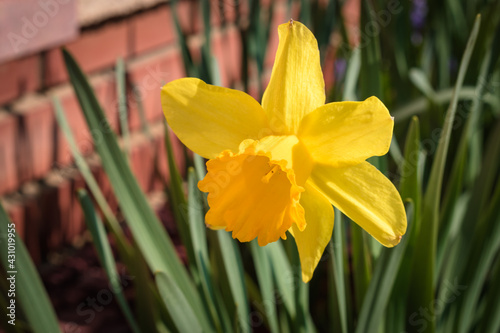 Delicate and fragail narsissus flower blooming in springtime in a front garden photo