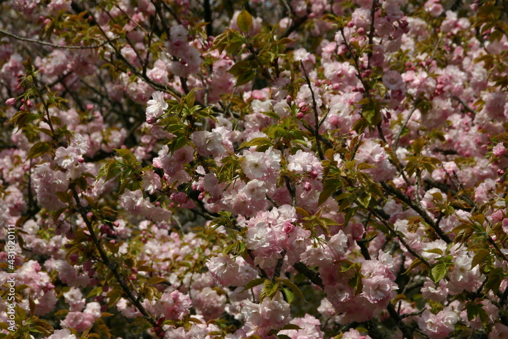 楊貴妃 桜
Cerasus serrulata 'Mollis' 楊貴妃 桜
Cerasus serrulata 'Mollis'