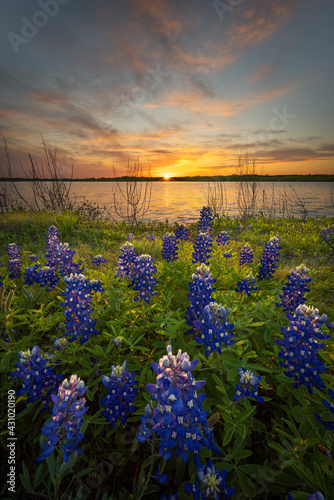 Stunning Sunset Over Bluebonnets and Lake Bardwell in North Texas