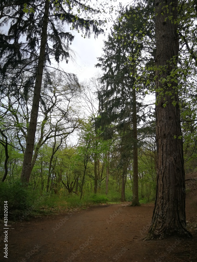 Naklejka premium path in the woods