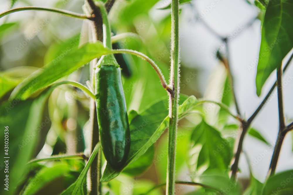 jalapeno on a plant jalapeno on a plant