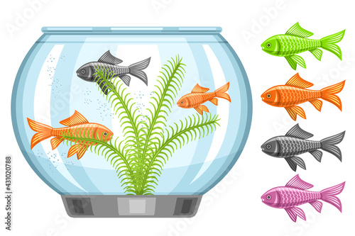 Vector illustration of Fish Tank, aquarium with swimming goldfishes and seaweed, set of cut out multicolored aquarium fishes on white background.