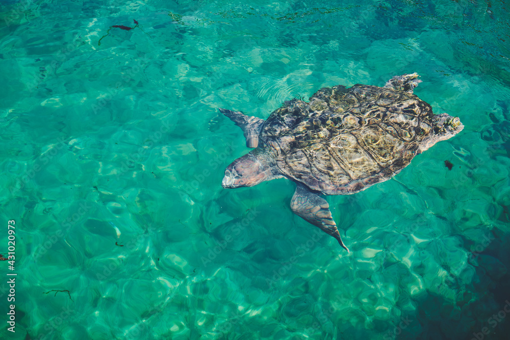 Obraz premium turtle swimming in the sea