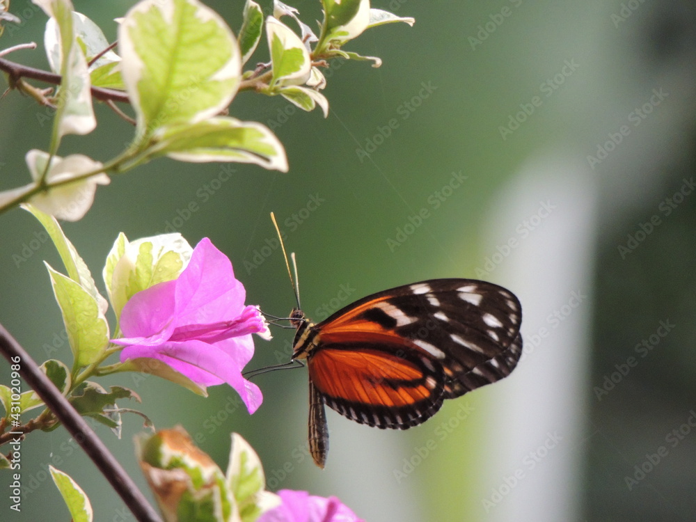 Fototapeta premium Mariposa posada en una flor 