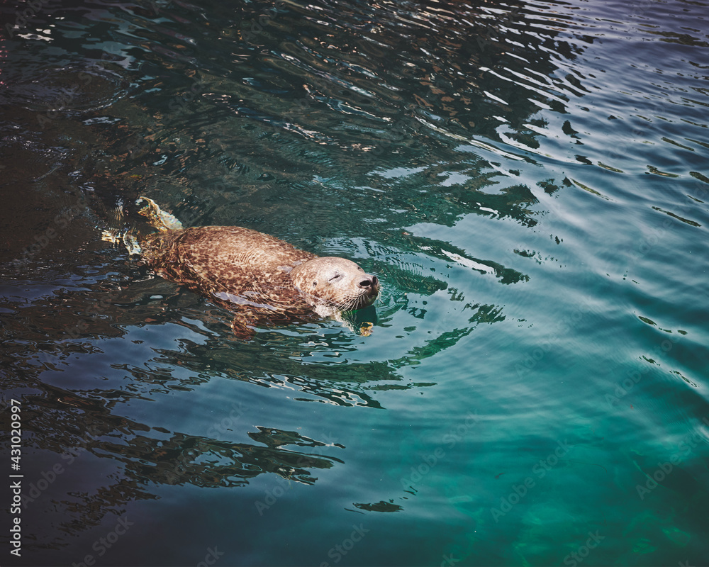 Obraz premium sea lion swimming in the sea