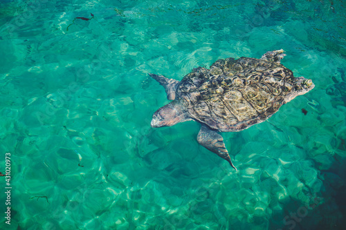 turtle swimming in the sea © Avel