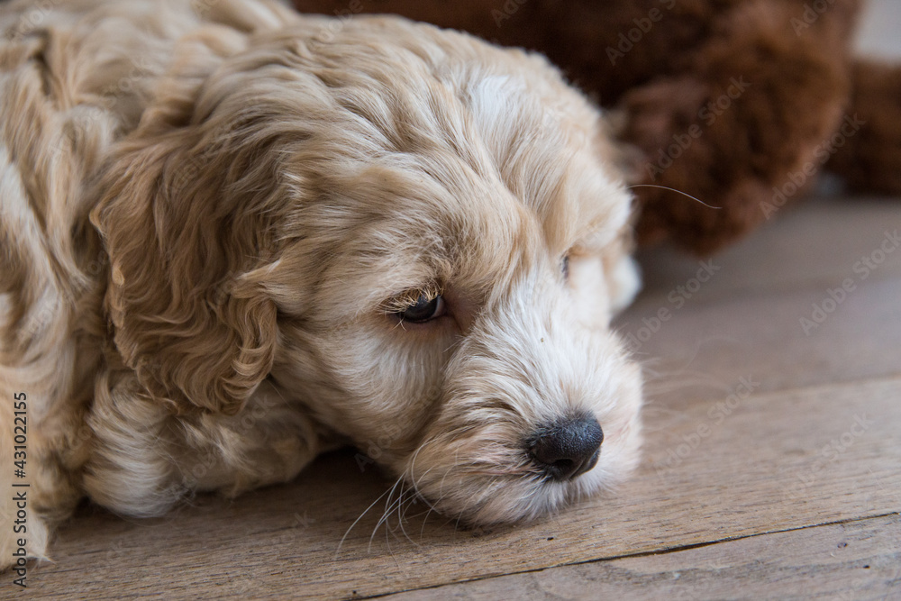 Australianlabradoodlepuplayingonthefloorindoor Australianlabradoodlepuplayingonthefloorindoor