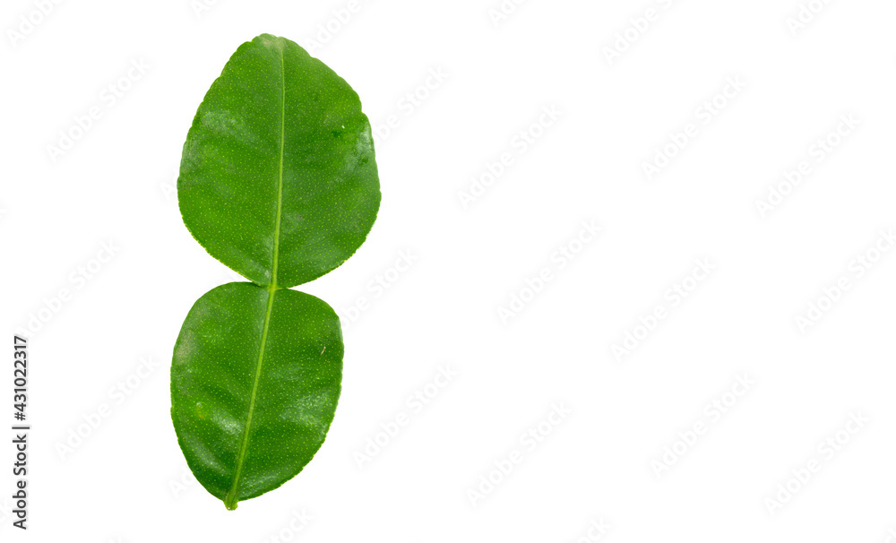 Kaffir lime leaves Kaffir lime leaves