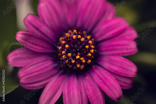 close up of a pink purple flower