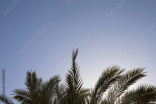 palm trees against sky