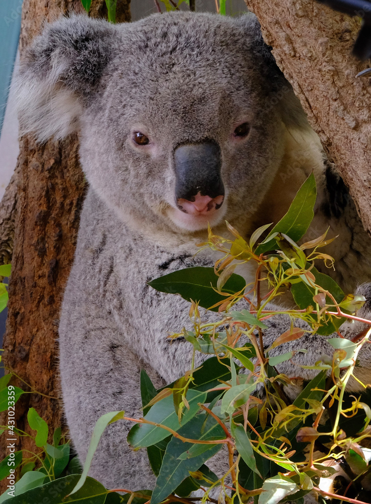 Obraz premium koala in a tree