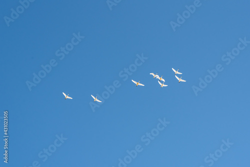 Flock of arctic, white tundra and trumpeter swans flying above with stunning blue sky as contrasting background. Taken in April during migration to the sea ice in northern Canada. 