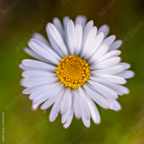 Daisy