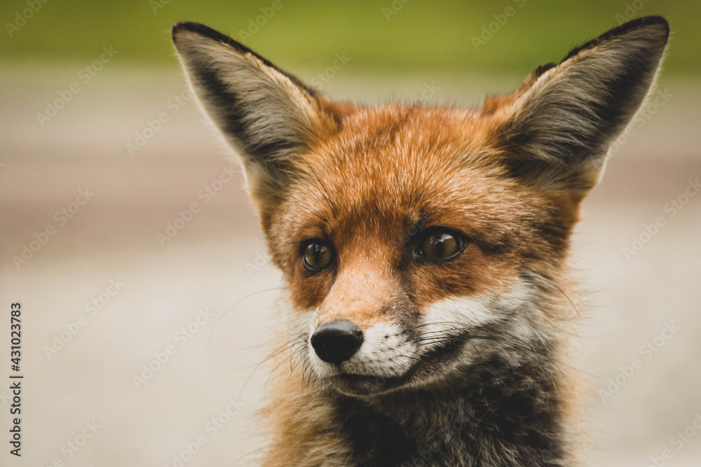 Fototapeta premium Fuchs Portrait